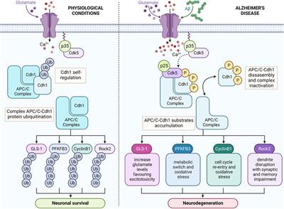 APC/C-Cdh1-targeted substrates as potential therapies for Alzheimer’s disease